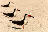 Black Skimmer Nesting Area