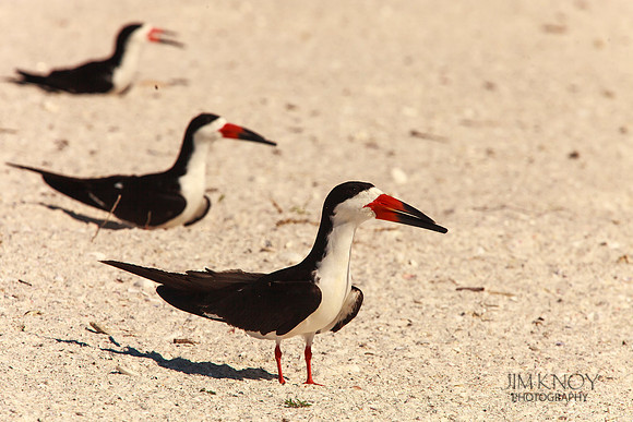 Black Skimmer Nesting Area