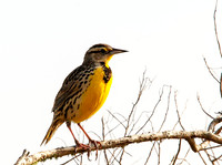 Perched Eastern Meadowlark