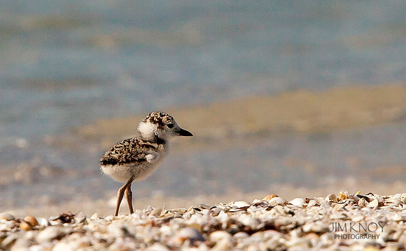 Wilson's Plover Chick