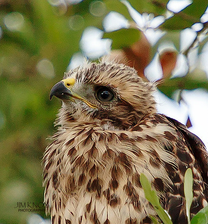 Red-shouldered Hawk Chick