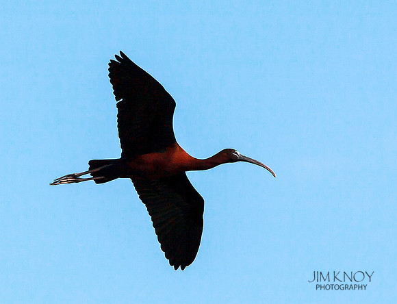 Glossy Ibis in Flight