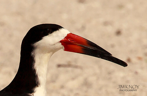 Black Skimmer