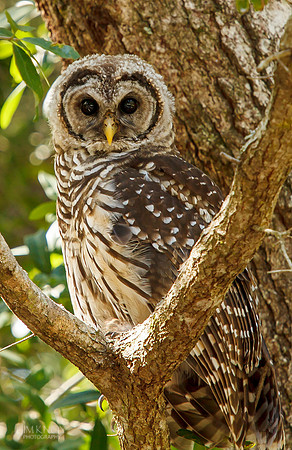 Barred Owl
