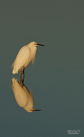 Snowy Egret At Ding Darling