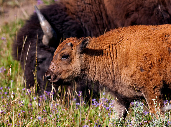 "Bison and Calf"