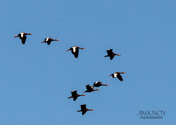 Black-bellied Whistling Ducks
