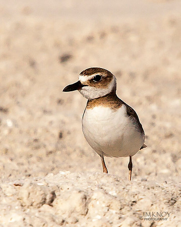 Wilson's Plover