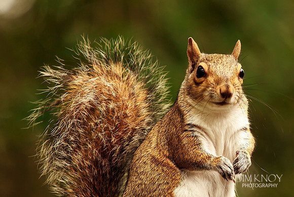 Eastern Gray Squirrel
