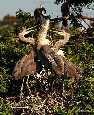 Great-blue Heron Chicks Feeding