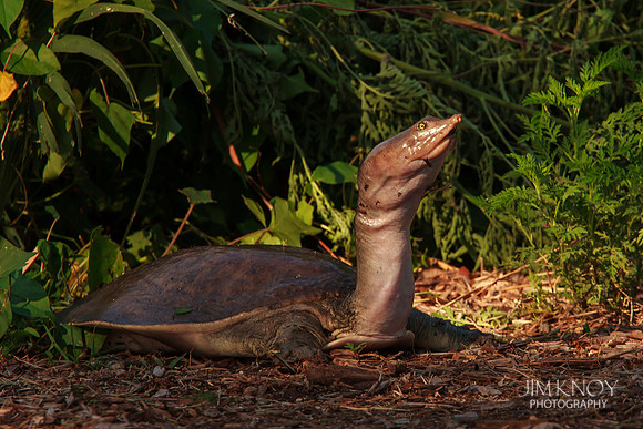 Florida Softshell Turtle