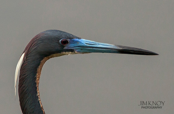 Tri-colored Heron