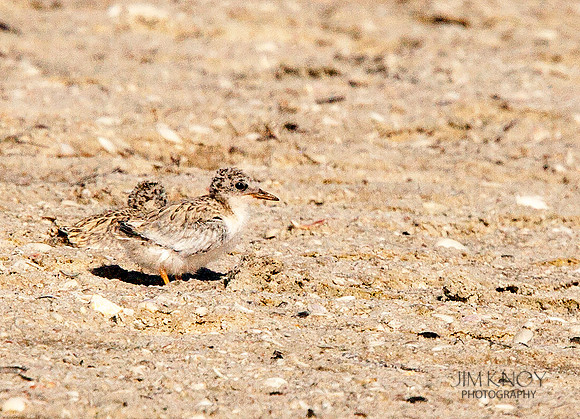 Least Tern Chick