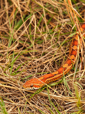Corn Snake