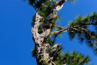 Spanish Moss