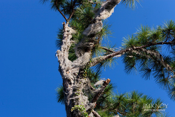 Spanish Moss