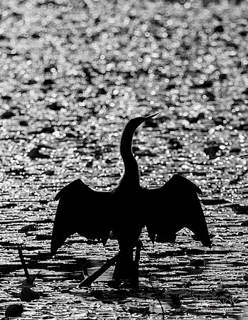 Anhinga Silhouette