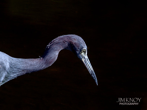 Little Blue Heron