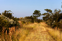 Florida Scrub Land