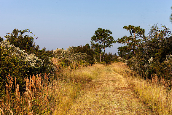 Florida Scrub Land