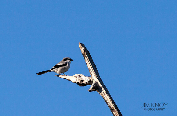 Loggerhead Shrike