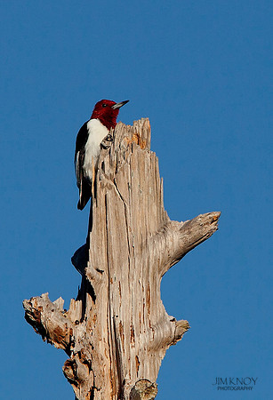 Red-headed Woodpecker
