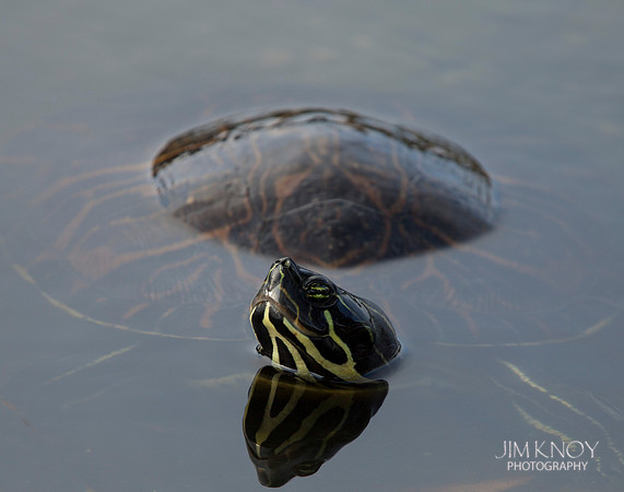 Florida Cooter