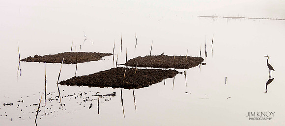 Birds on Oyster Reefs