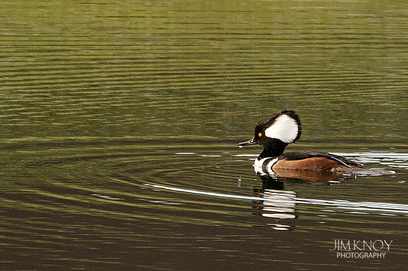 Hooded merganzer with Water Drop on Beak