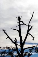 Tree Snag