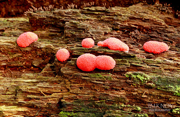 Slime Mold