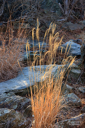 Winter Grass