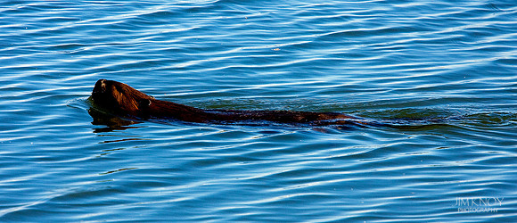 Beaver at Dyke Marsh