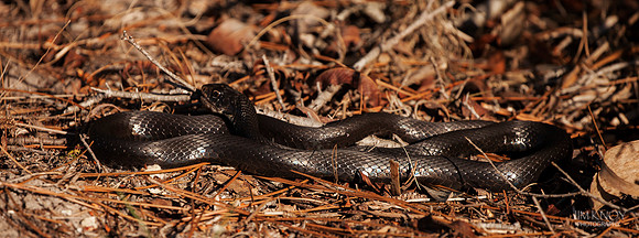 Black Racer