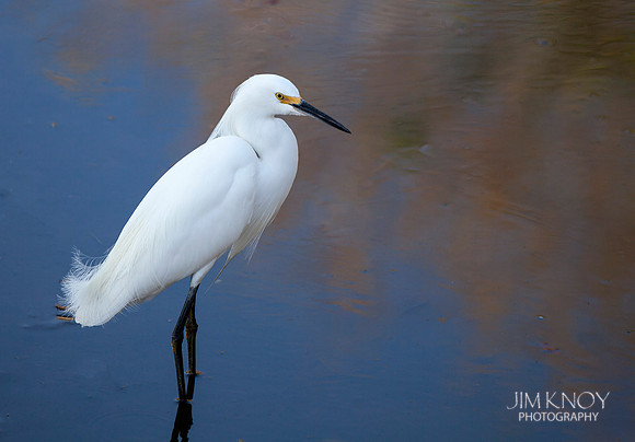 Snowy Egret