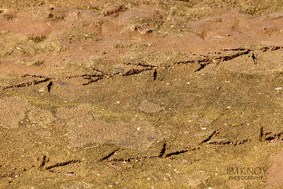 Bird Tracks