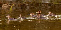 Female Hooded Merganzers
