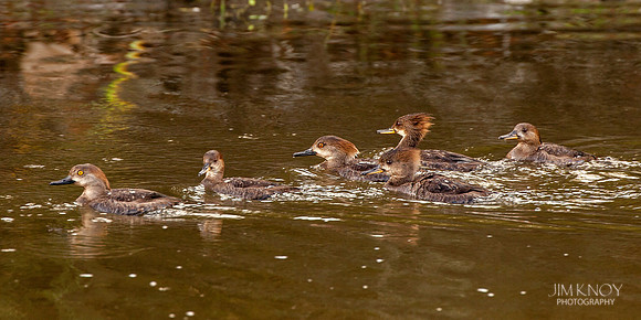 Female Hooded Merganzers