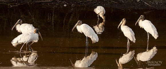Wood Storks