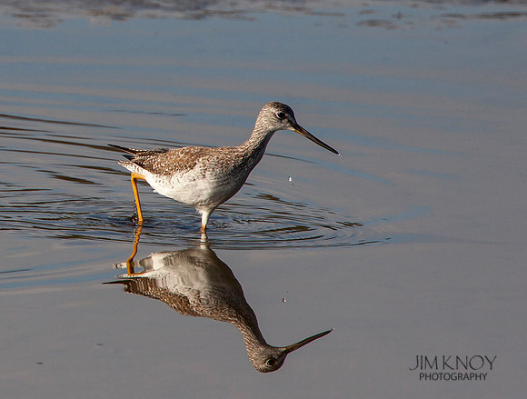 Greater Yellowlegs