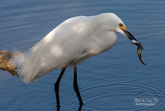 Snowy Egret eating a Frog