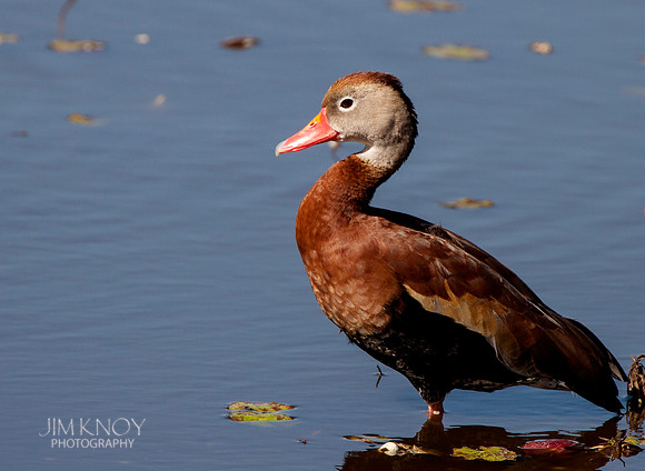 Black-bellied Whistling Duck