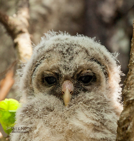 Barred Owl Owlet