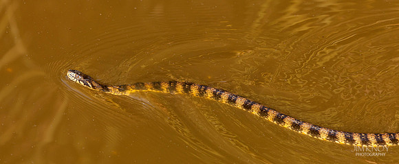 Florida Banded Water Snake
