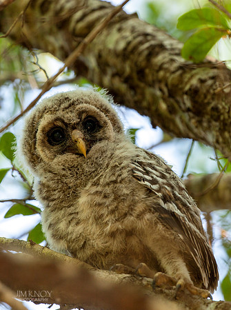 Barred Owl Owlet