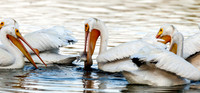 American White Pelican Feeding