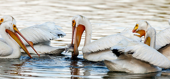 American White Pelican Feeding