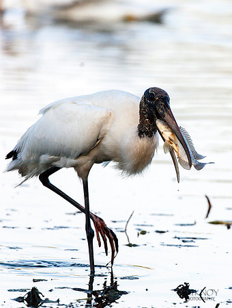 Wood Stork with Fish