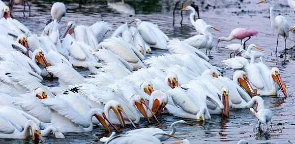 White Pelican Group Feeding