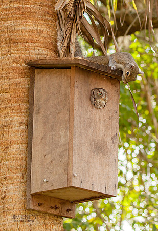 Screech Owl